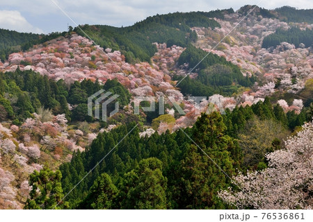 吉野山の桜 吉野山の桜 76536861
