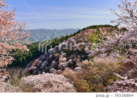吉野山の桜 吉野山の桜 76536864