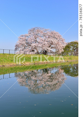 幾坂池の一本桜 幾坂池の一本桜 76536877