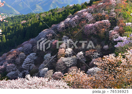 吉野山の桜 吉野山の桜 76536925