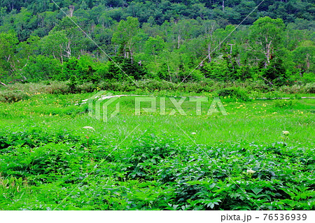 美しき高山植物　その2104　　：　麗しき高原　　花と植物が織りなす色紙　その2104 76536939