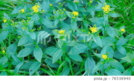 美しき高山植物　その2104　　：　麗しき高原　　花と植物が織りなす色紙　その2104 76536940
