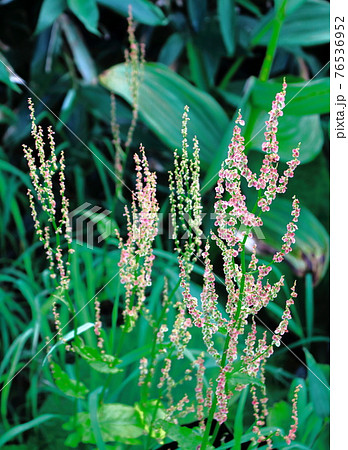 美しき高山植物　その2104　　：　麗しき高原　　花と植物が織りなす色紙　その2104 76536952
