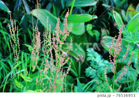 美しき高山植物　その2104　　：　麗しき高原　　花と植物が織りなす色紙　その2104 76536953