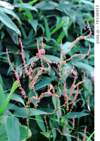 美しき高山植物　その2104　　：　麗しき高原　　花と植物が織りなす色紙　その2104 76536955
