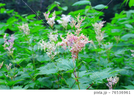 美しき高山植物　その2104　　：　麗しき高原　　花と植物が織りなす色紙　その2104 76536961