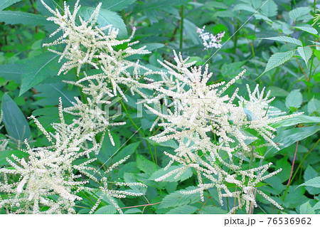 美しき高山植物　その2104　　：　麗しき高原　　花と植物が織りなす色紙　その2104 76536962
