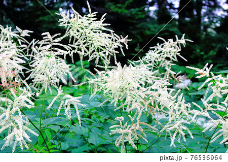 美しき高山植物　その2104　　：　麗しき高原　　花と植物が織りなす色紙　その2104 76536964