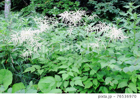 美しき高山植物 その2104 : 麗しき高原 花と植物が織りなす色紙 その2104 美しき高山植物 その2104 : 麗しき高原 花と植物が織りなす色紙 その2104 76536970