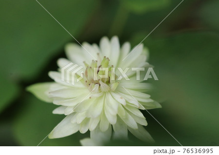 クレマチス白万重の白い花 クレマチス白万重の白い花 76536995