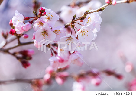 サクラの枝花 76537153
