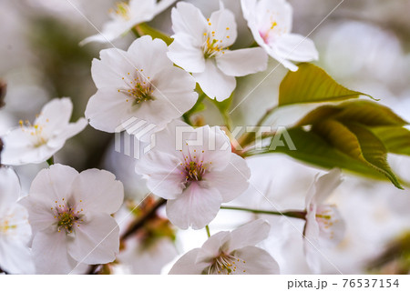 サクラの枝花 サクラの枝花 76537154