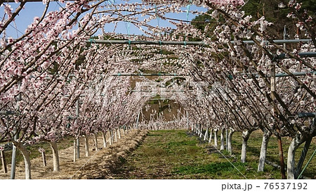 あんずの花のトンネル あんずの花のトンネル 76537192