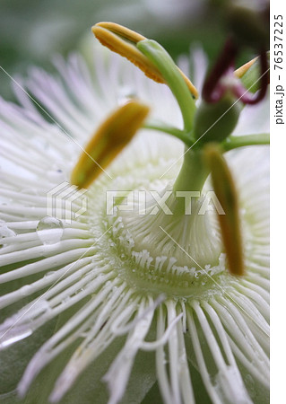 時計草コンスタンス エリオットの花アップの写真素材