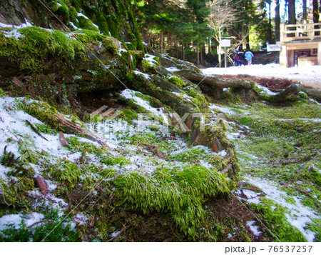 和歌山県 世界遺産 高野山の苔と雪 和歌山県 世界遺産 高野山の苔と雪 76537257