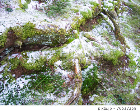 和歌山県　世界遺産　高野山の苔と雪 76537258