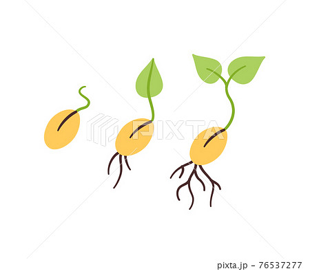 Seeds and seedlings. Germination of sprouts in doodle style. Hand drawn isolated vector illustration 76537277