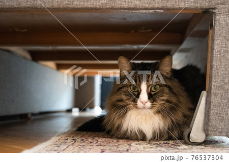 Cat sitting under the sofa 76537304