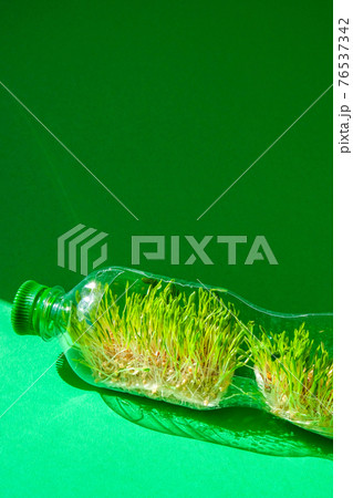 Young green plants in plastic bottle. Ecology and Environmental conversation. Earth day concept. Global pollution of the planet. Seedling Young green plants in plastic bottle. Ecology and Environmental conversation. Earth day concept. Global pollution of the planet. Seedling 76537342