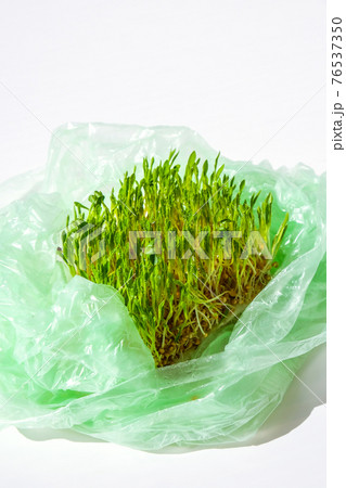 Young green plants in plastic bag. Ecology and Environment concept. Earth day concept. Global pollution of the planet. Seedling 76537350