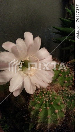 幸せ来るかな サボテンの花が咲きました の写真素材