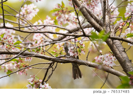 春、ヒヨドリと桜♪ 76537485