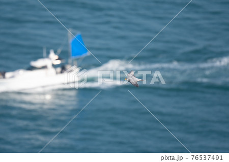 春、獲物を探して飛翔するハヤブサ成鳥 春、獲物を探して飛翔するハヤブサ成鳥 76537491