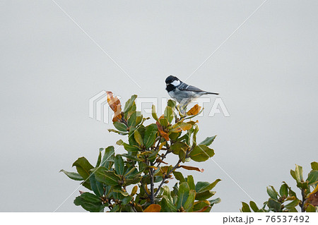 春、渡り途中のヒガラ 76537492