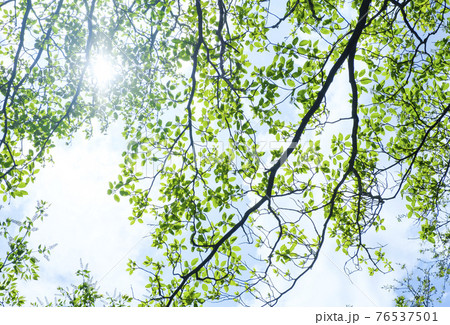 春の新緑と逆光線の木漏れ日 春の新緑と逆光線の木漏れ日 76537501