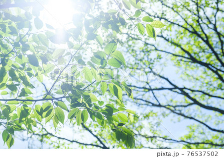 春の新緑と逆光線の木漏れ日の写真素材