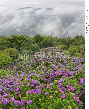 埼玉県 美の山公園の紫陽花 埼玉県 美の山公園の紫陽花 76537536
