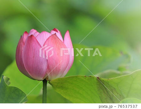 蓮の花 蓮の花 76537537