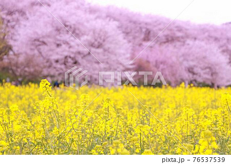 埼玉県　権現堂公園の桜と菜の花 76537539