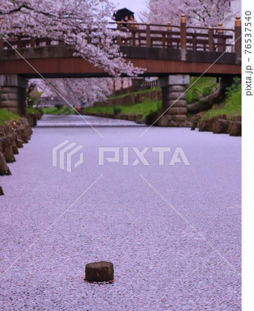 新河岸川の花筏 新河岸川の花筏 76537540