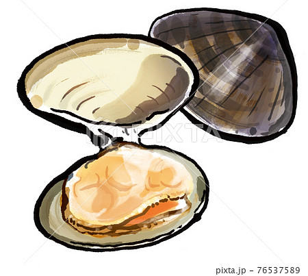 鮮度の良いはまぐり1 76537589