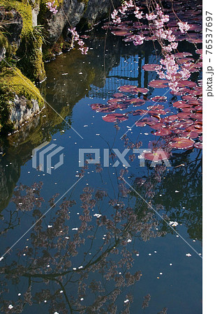 高野山の春 祓川弁財天前の池 和歌山県伊都郡高野町 高野山の春 祓川弁財天前の池 和歌山県伊都郡高野町 76537697