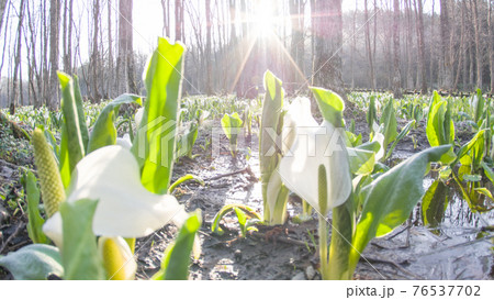 朝日が差し込み始めた刺巻湿原 朝日が差し込み始めた刺巻湿原 76537702