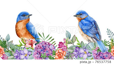 Eastern bluebirds with garden flowers. Seamless border. Spring watercolor image. Bright garden blossoms with tiny songbirds. Elegant spring border. Lush flowers and birds on white background 76537758