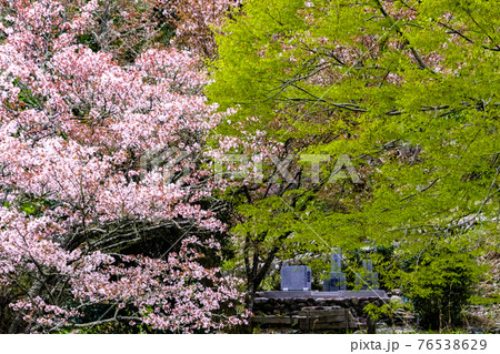 吉野の山桜 76538629