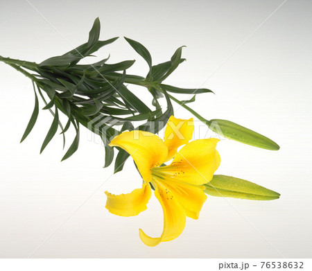 花 フラワー お花 76538632