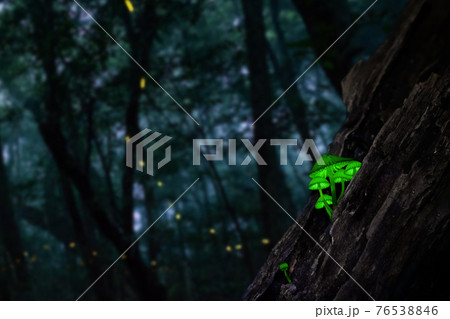 シイノトモシビダケとヒメボタル シイノトモシビダケとヒメボタル 76538846