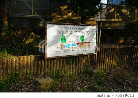 桜 八尾市 大阪 桜 八尾市 大阪 76539013
