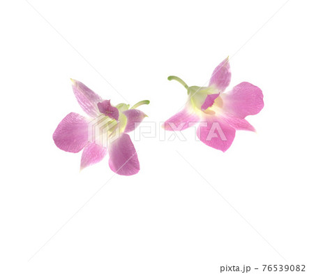 花 フラワー お花 76539082