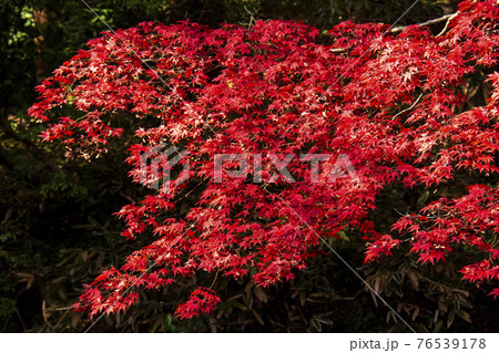 八王子市 多摩御陵のお庭の紅葉 八王子市 多摩御陵のお庭の紅葉 76539178