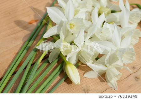 クリーム色のしずく水仙の花 クリーム色のしずく水仙の花 76539349