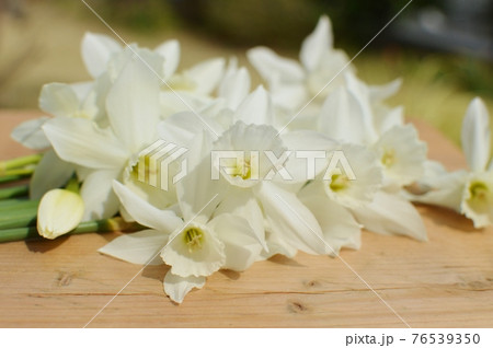 クリーム色のしずく水仙の花　 76539350