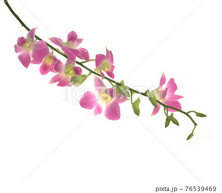 花 フラワー お花 76539469