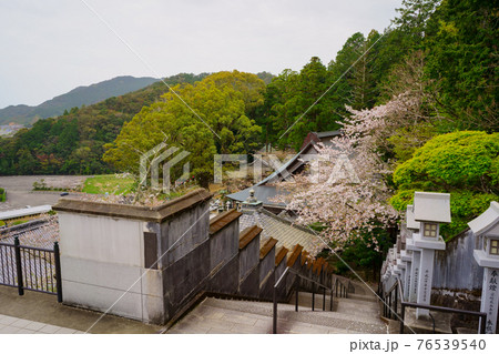 桜　薬王寺(四国八十八ヶ所霊場第23番札所)　厄坂 76539540
