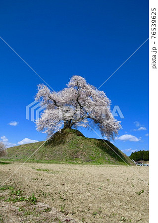 平堂壇の桜(福島県・三春町) 平堂壇の桜(福島県・三春町) 76539625