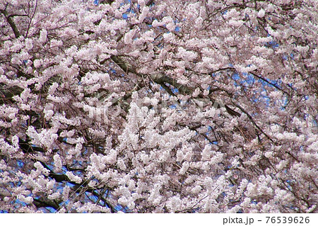 平堂壇の桜(福島県・三春町) 平堂壇の桜(福島県・三春町) 76539626
